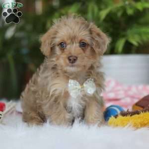 Parker, Yorkie Poo Puppy